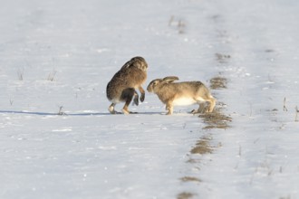 Mating behaviour of two hares (Lepus europaeus) in the snow, Lower Rhine, North Rhine-Westphalia,