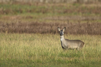 Roe deer (Capreolus capreolus), doe in winter coat in a meadow, Canton Aargau, Switzerland, Europe
