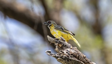 Village weaver (Ploceus cucullatus) on a branch, non-breeding male, Etosha National Park, Namibia,