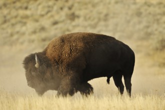 American bison (Bos bison, Bison bison), male, Yellowstone National Park, Wyoming, USA, North