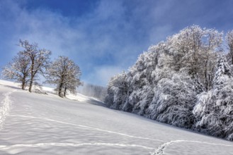 Winter landscape with snow-covered trees and footprints in the snow under a blue sky, Hocheck