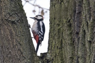 Great spotted woodpecker (Dendrocopos major) on tree trunk, Hesse, Germany, Europe