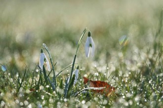 Snowdrops with morning dew, February, Germany, Europe