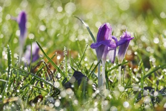 Crocus blossom, winter morning, February, Germany, Europe