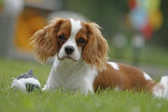 Cavalier King Charles Spaniel, kitten