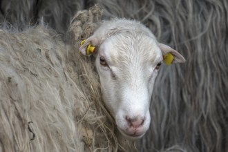 Portrait of a Moorschnucke, Mecklenburg-Vorpommern, Germany, Europe