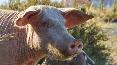 Portrait of a pink pig with prominent ears and snout, farm animals, Mani Peninsula, Peloponnese,