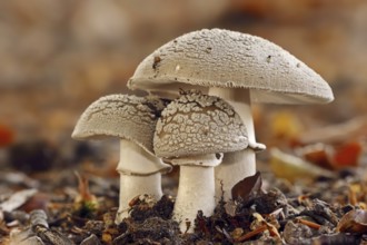 Pearl mushroom or blusher (Amanita rubescens), North Rhine-Westphalia, Germany, Europe