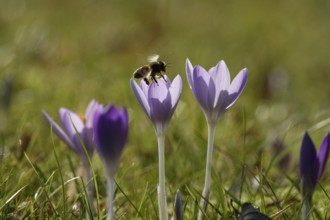 Crocus blossom with bee, Germany, Europe