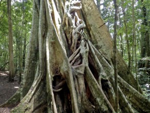 Strangler fig (Ficus aurea), Monteverde cloud forest, Costa Rica, Central America