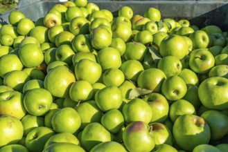 Apple-growing region in the Adige Valley, South Tyrol, large areas under cultivation, in South