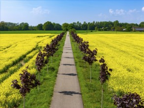 The avenue cycle path between Xanten and Marienbaum, Kalkar, on the Lower Rhine, former railway