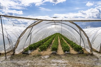 Agriculture, large areas with foil tunnels, for the cultivation of strawberries, wind farm, south