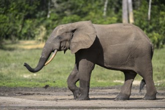 African forest elephant (Loxodonta cyclotis) in the Dzanga Bai forest clearing, Dzanga-Ndoki