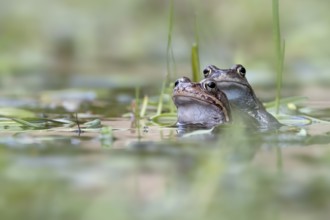 Two common frogs (Rana temporaria) in spawning waters, Austria, Upper Austria, Europe