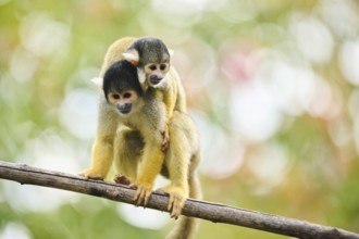 Common squirrel monkey (Saimiri sciureus) mother with her youngster, captive, distribution South