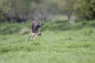 Hen harrier (Circus cyaneus), Emsland, Lower Saxony, Germany, Europe