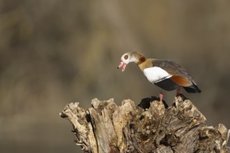Egyptian goose (Alopochen aegyptiaca) adult bird calling on a tree stump, Suffolk, England, United