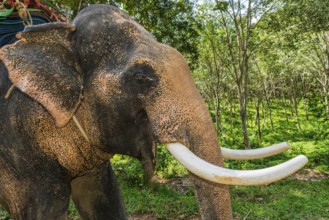 Asian elephant (Elephas maximus), Thai, Thai, Asian, trunk, animal, mammal, animal park, ivory,