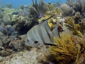 Atlantic spadefish (Chaetodipterus faber) in a typical Caribbean reef landscape. Dive site John