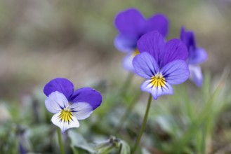Heartsease (Viola tricolor), Emsland, Lower Saxony, Germany, Europe