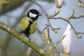 Great tit (Parus major) adult bird on a garden Magnolia tree branch with blossom in spring,