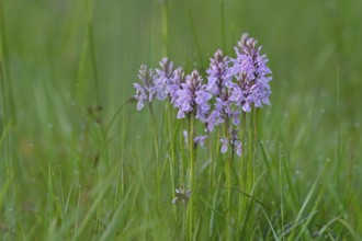 Moorland spotted orchid (Dactylorhiza maculata), flowering wild orchid, Lower Rhine, North