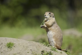Black-tailed prairie dog (Cynomys ludovicianus) foraging, captive, occurring in North America