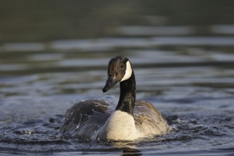 Canada goose (Branta canadensis) bathing, North Rhine-Westphalia, Germany, Europe