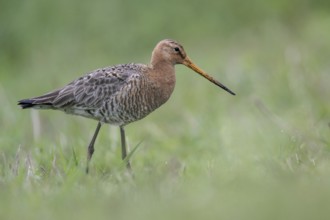 Black-tailed godwit (Limosa limosa), Lower Saxony, Germany, Europe