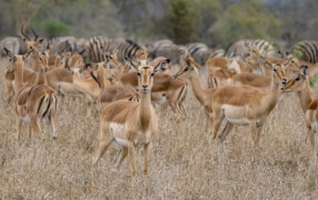 Herd of impala (Aepyceros melampus) in tall grass, black heeler antelope, Kruger National Park,