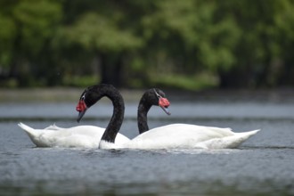 A pair of Black-necked swans (Cygnus melancoryphus) on a lake in a park in Buenos Aires, Argentina,