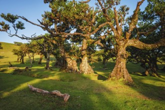 Centuries-old til trees in fantastic magical idyllic Fanal Laurisilva forest on sunset. Madeira