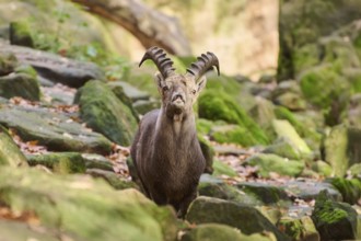 Alpine ibex (Capra ibex) male standing on a rock in autumn, Bavaria, Germany, Europe