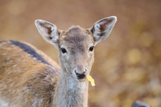European fallow deer (Dama dama) doe, portrait, in a forest, Bavaria, Germany, Europe