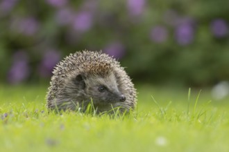 European hedgehog (Erinaceus europaeus) adult animal on a garden grass lawn in the summer, Suffolk,