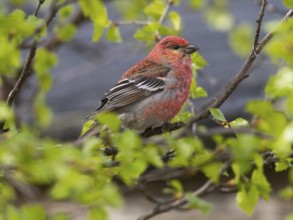 Pine Grosbeak (Pinicola enucleator), adult male perched in a birch tree, May, Finnish Lapland