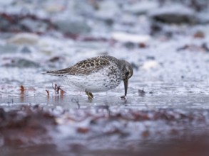 Purple sandpiper (Calidris maritima), foraging along the Arctic Ocean shoreline at low tide, in the