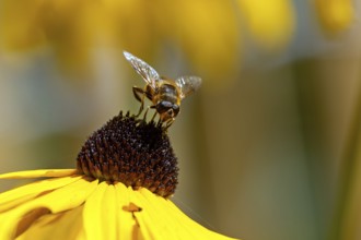 Hoverfly (Syrphidae) sits on a sunflower (Rudbeckia hirta), Baden-Württemberg, Germany, Europe