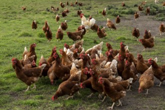 Chickens in a meadow (Gallus gallus domesticus), Münsterland, North Rhine-Westphalia, Germany,