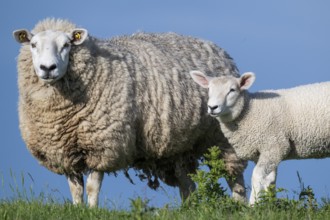 Ewe with lamb on the dyke, Hauke-Haien-Koog, North Frisia, Schleswig-Holstein, Germany, Europe