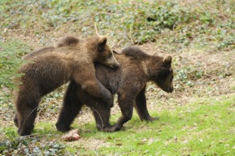 Two young Eurasian brown bears (Ursus arctos arctos) in a forest, Bavarian Forest National Park