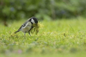 Great tit (Parus major) adult bird collecting moss from a garden lawn for nesting material,