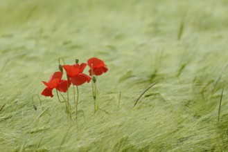 Poppy flower (Papaver rhoeas) in a cereal field, North Rhine-Westphalia, Germany, Europe