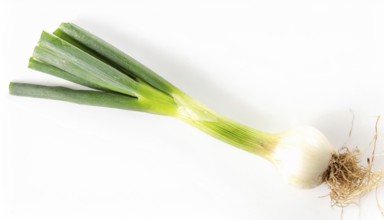Vegetable, spring onion or spring onion, also known as winter onion, Allium fistulosum