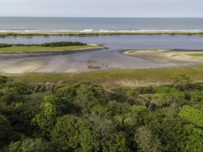 Red buffalo or forest buffalo (Syncerus nanus) on a beach in Loango National Park, Parc National de