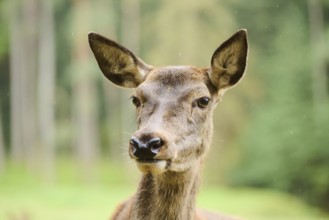 Red deer (Cervus elaphus) hind, portrait, Bavaria, Germany, Europe