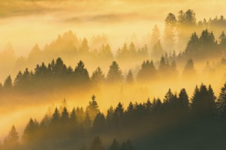 Fog and forest in Oberägeri in the canton of Zug, Switzerland, Europe