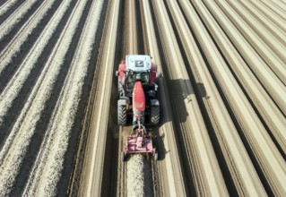 An aerial photo shows a tractor in a large asparagus field. Preparations for the asparagus season.