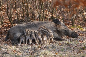 Wild boar, wild boar (Sus scrofa), a female lies on the ground and suckles young boars in the